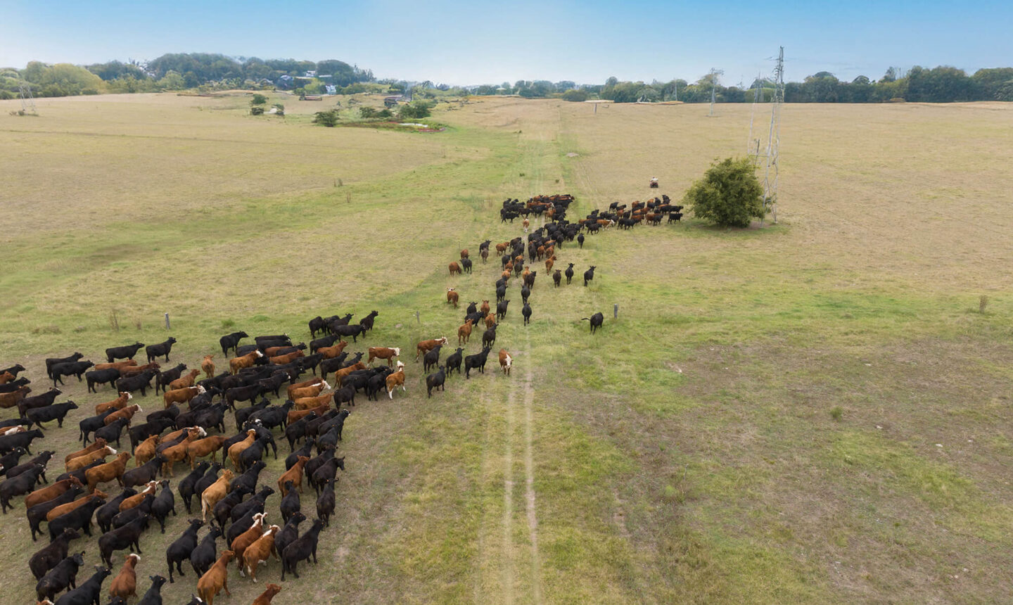 An aerial photograph of cattle roaming vast grasslands