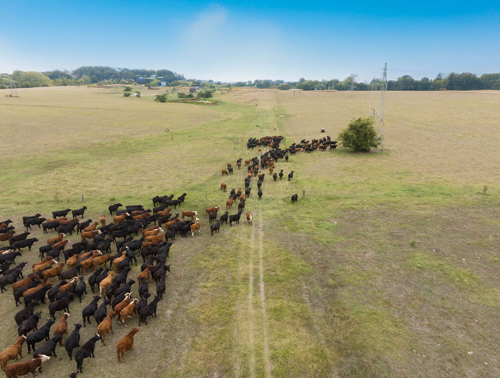 An aerial photograph of cattle roaming vast grasslands