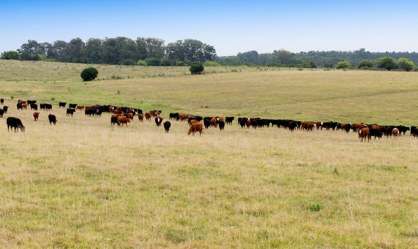 The Benefits of Rotational Grazing – For Farmers & Ranchers - Carbon ...