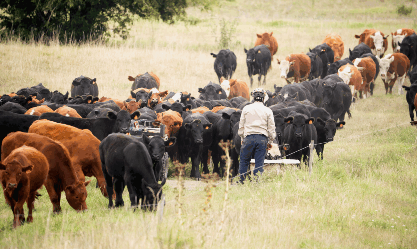 cows being herded across a grassy field