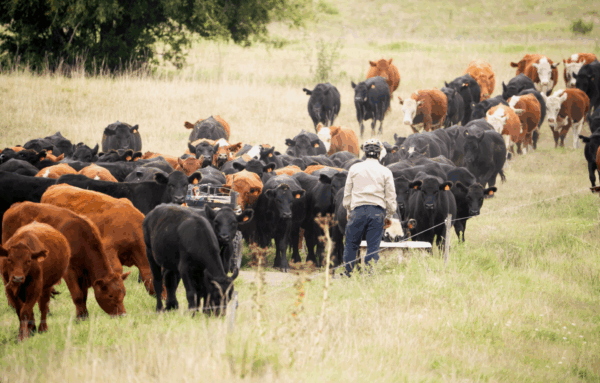 cows being herded across a grassy field